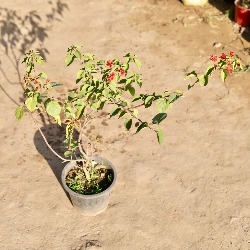 Bougainvillea (Any Colour) in 8 Inch Nursery Pot