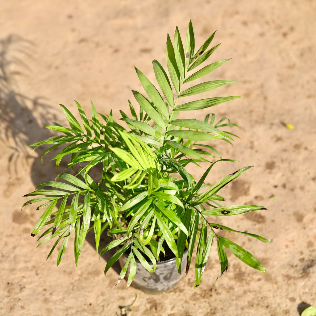 Chamaedorea Palm Bushy in 5 Inch Nursery Pot