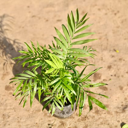 Buy Chamaedorea Palm Bushy in 5 Inch Nursery Pot Online | Urvann.com