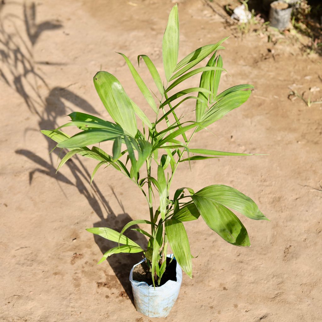 Cane Palm in 7 Inch Nursery Bag