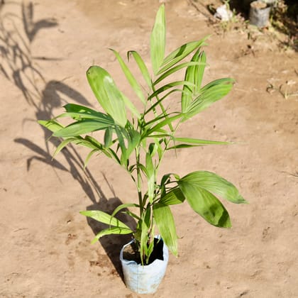 Buy Cane Palm in 7 Inch Nursery Bag Online | Urvann.com