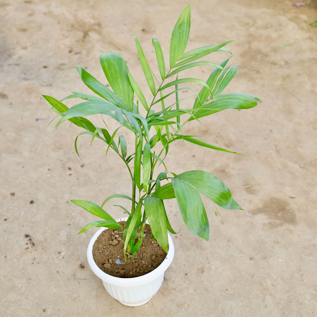 Cane Palm in 8 Inch White Olive Plastic Pot