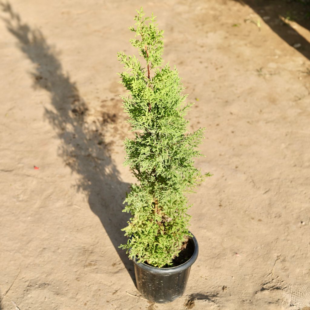 Golden Cypress (~ 2 - 3 Ft) in 8 Inch Nursery Pot