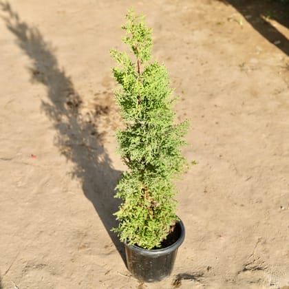 Buy Golden Cypress (~ 2 - 3 Ft) in 8 Inch Nursery Pot Online | Urvann.com