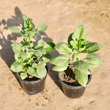 Buy Set Of 2 - Double Dahlia (Any Colour) in 8 Inch Nursery Pot Online | Urvann.com