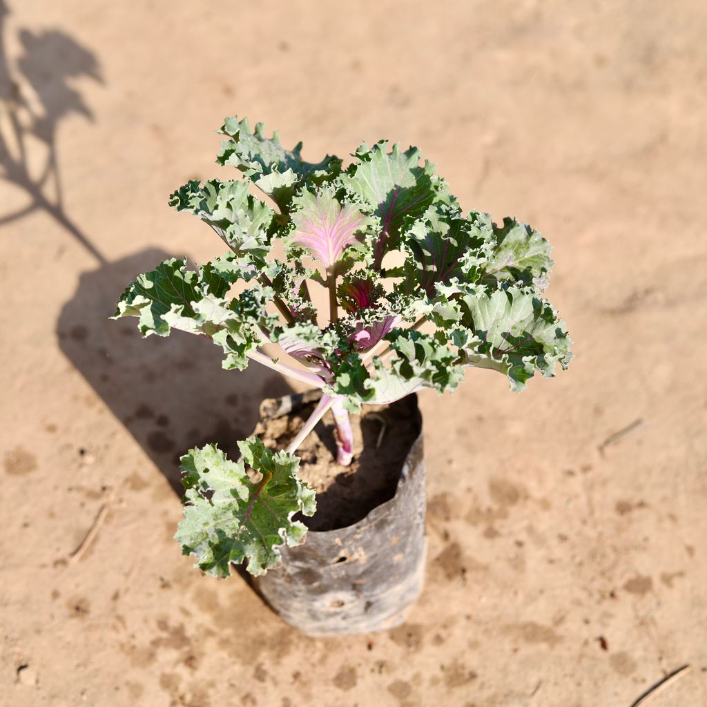 Kale Purple in 4 Inch Nursery Bag