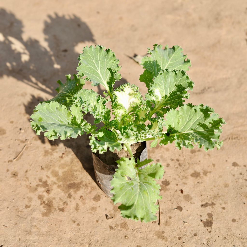 Kale White in 4 Inch Nursery Bag