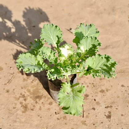 Buy Kale White in 4 Inch Nursery Bag Online | Urvann.com