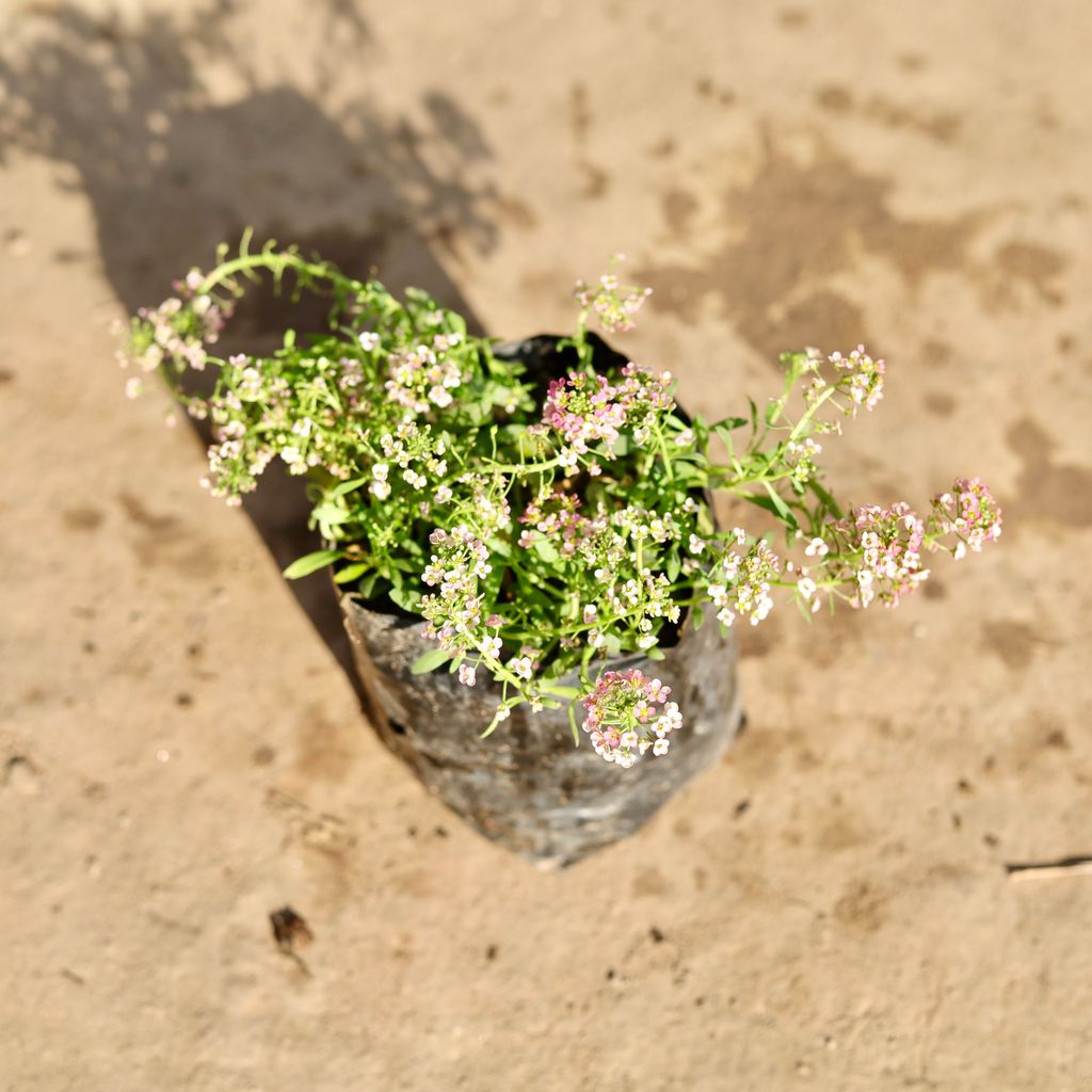 Alyssum Pink in 4 Inch Nursery Bag