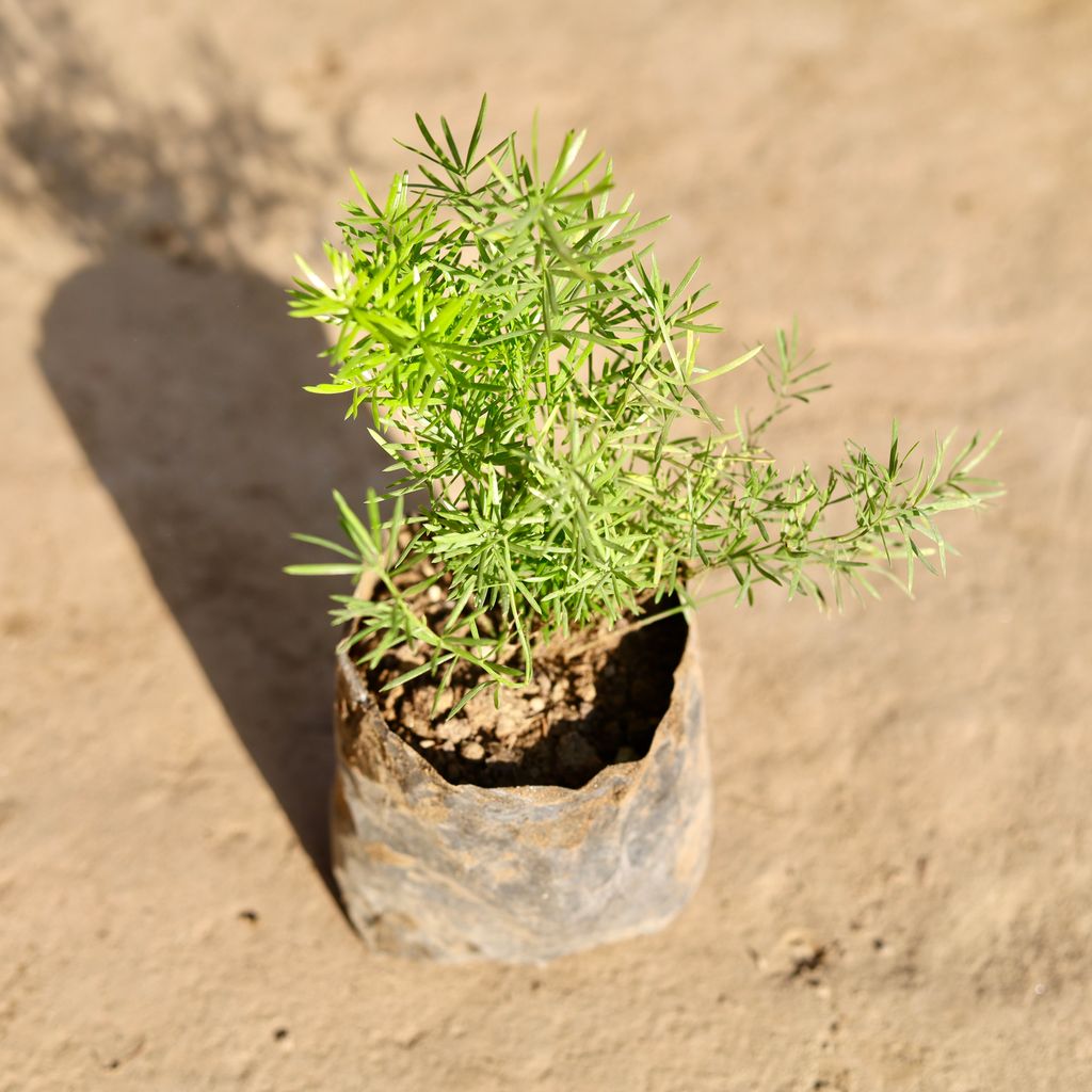 Asparagus Mary Desi in 4 Inch Nursery Bag