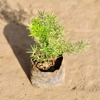 Buy Asparagus Mary Desi in 4 Inch Nursery Bag Online | Urvann.com