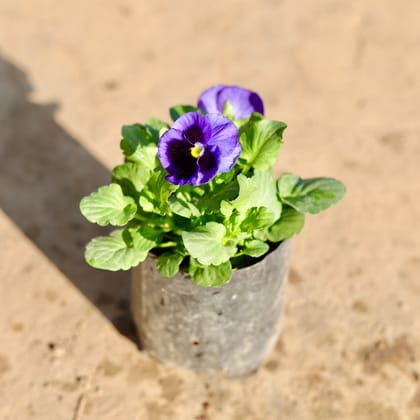 Buy Pansy (Any Colour) in 4 Inch Nursery Bag Online | Urvann.com