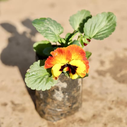 Buy Pansy Orange in 4 Inch Nursery Bag Online | Urvann.com