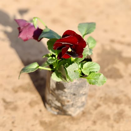 Buy Pansy Red in 4 Inch Nursery Bag Online | Urvann.com