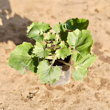 Buy Cineraria Dwarf (Any Colour) in 4 Inch Nursery Bag Online | Urvann.com