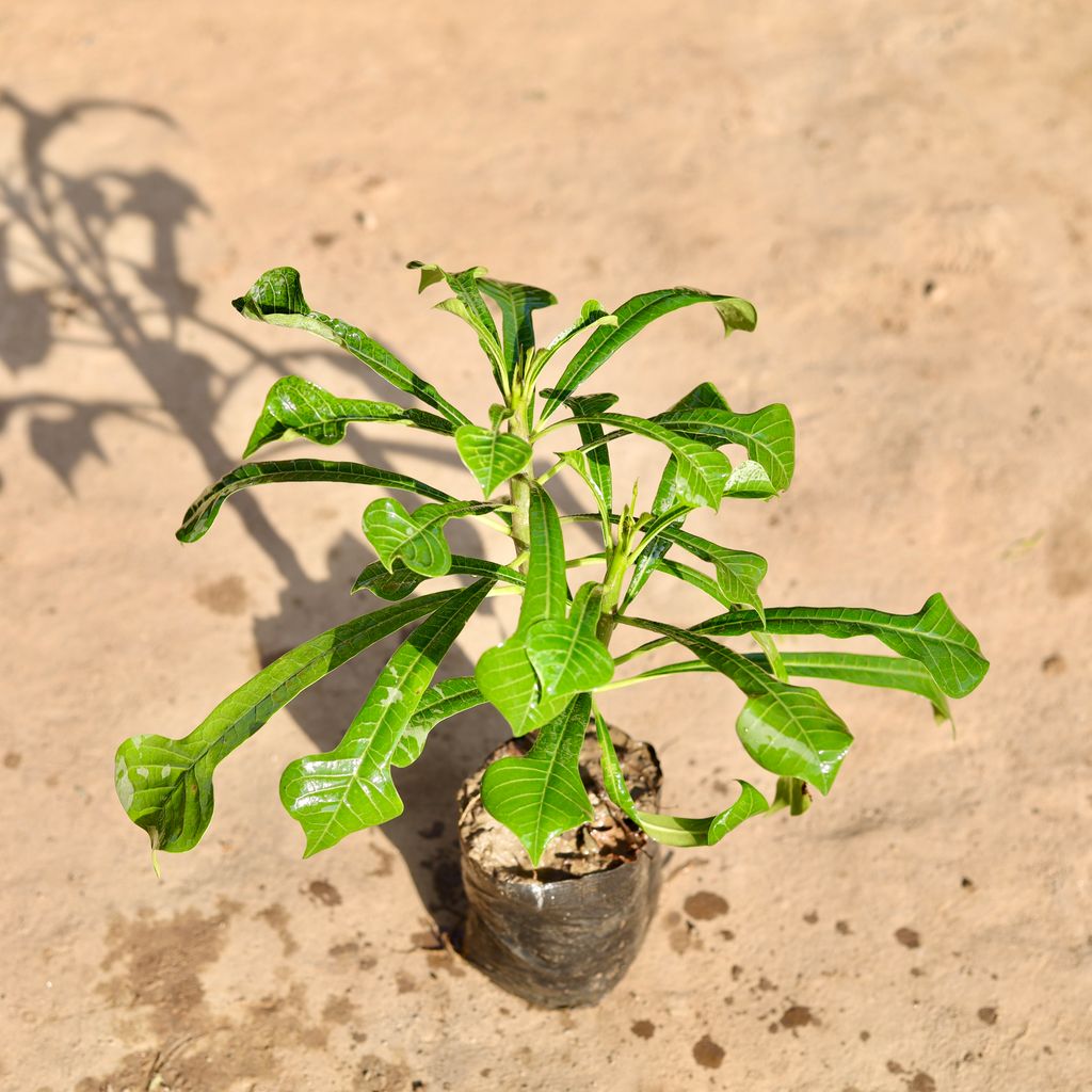 Naag Champa in 4 Inch Nursery Bag