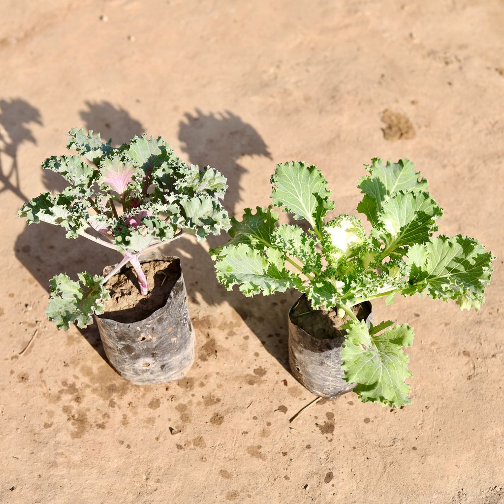 Set Of 2 - Kale Purple & White in 4 Inch Nursery Bag