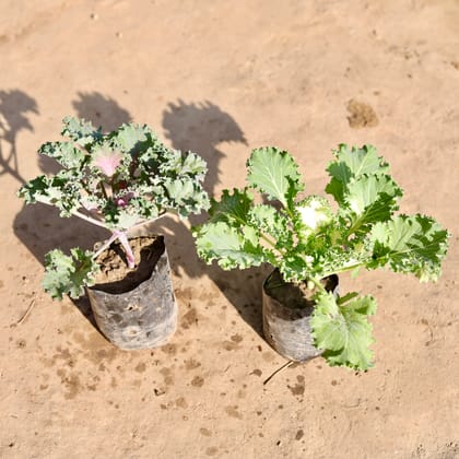 Buy Set Of 2 - Kale Purple & White in 4 Inch Nursery Bag Online | Urvann.com