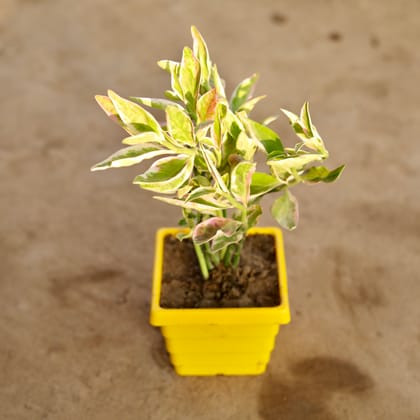 Buy Pedilianthus / Devil'S Backbone Variegated in 4 Inch Yellow Premium Orchid Square Plastic Pot Online | Urvann.com