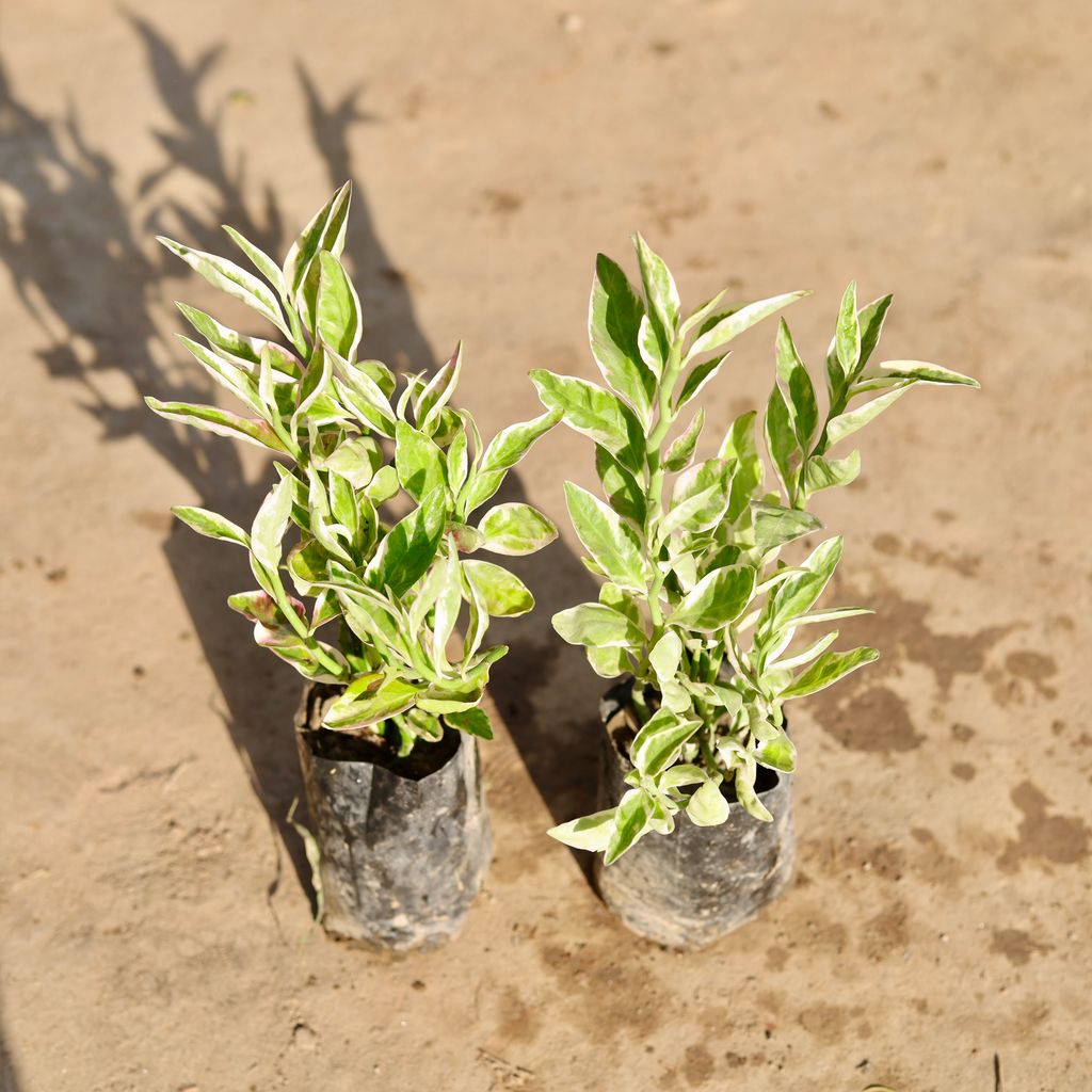 Set Of 2 - Pedilianthus / Devil'S Backbone Variegated in 4 Inch Nursery Bag