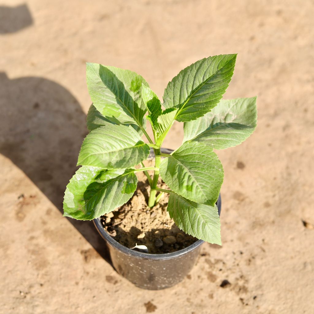 Double Dahlia (Any Colour) in 6 Inch Nursery Pot