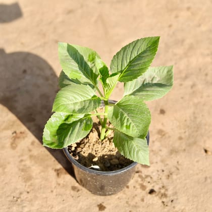 Buy Double Dahlia (Any Colour) in 6 Inch Nursery Pot Online | Urvann.com