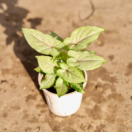 Buy Syngonium White in 4 Inch Nursery Pot Online | Urvann.com