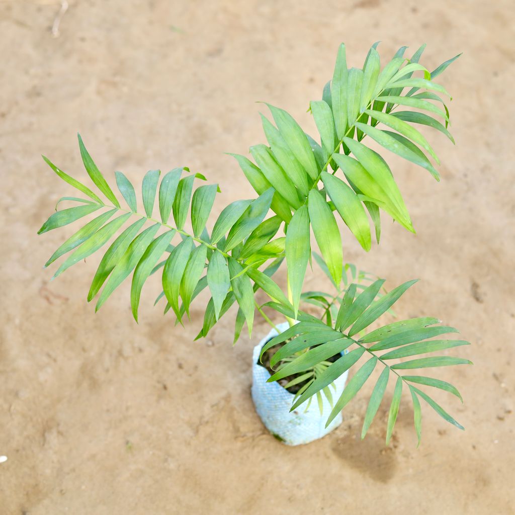 Chamaedorea Palm in 4 Inch Nursery Bag