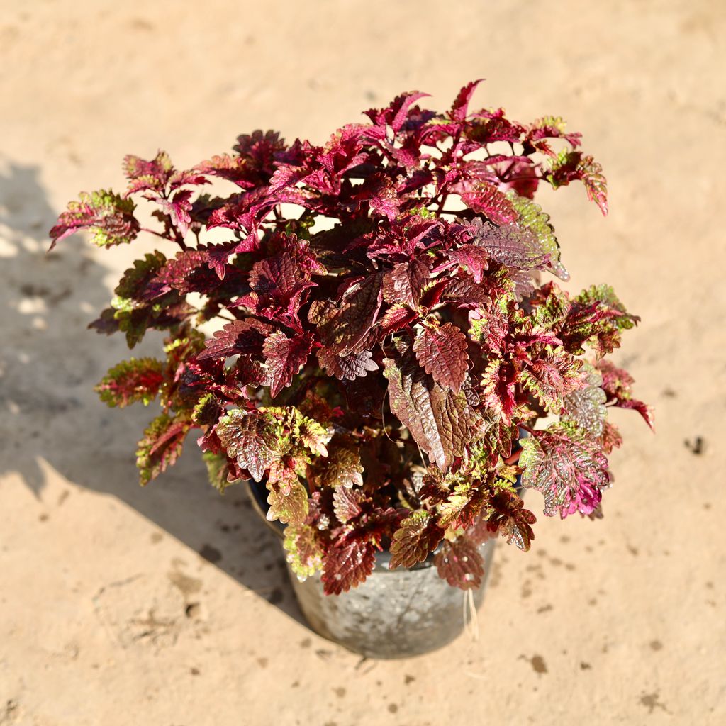 Coleus Red Brown Bushy in 8 Inch Nursery Pot