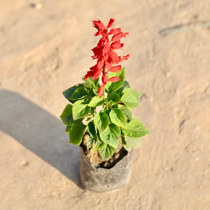 Buy Salvia Red in 4 Inch Nursery Bag Online | Urvann.com