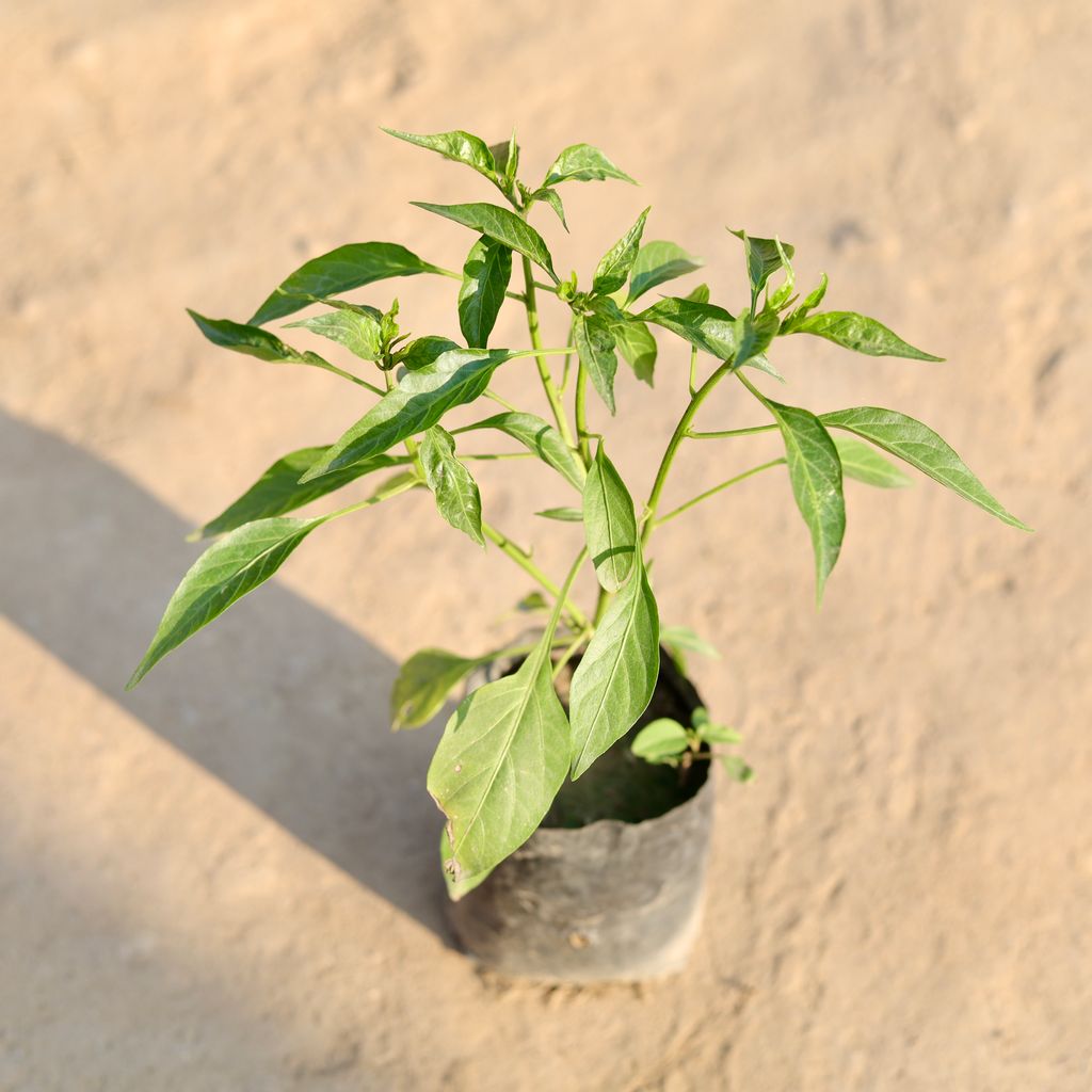 Mirchi / Chilli Plant in 4 Inch Nursery Bag