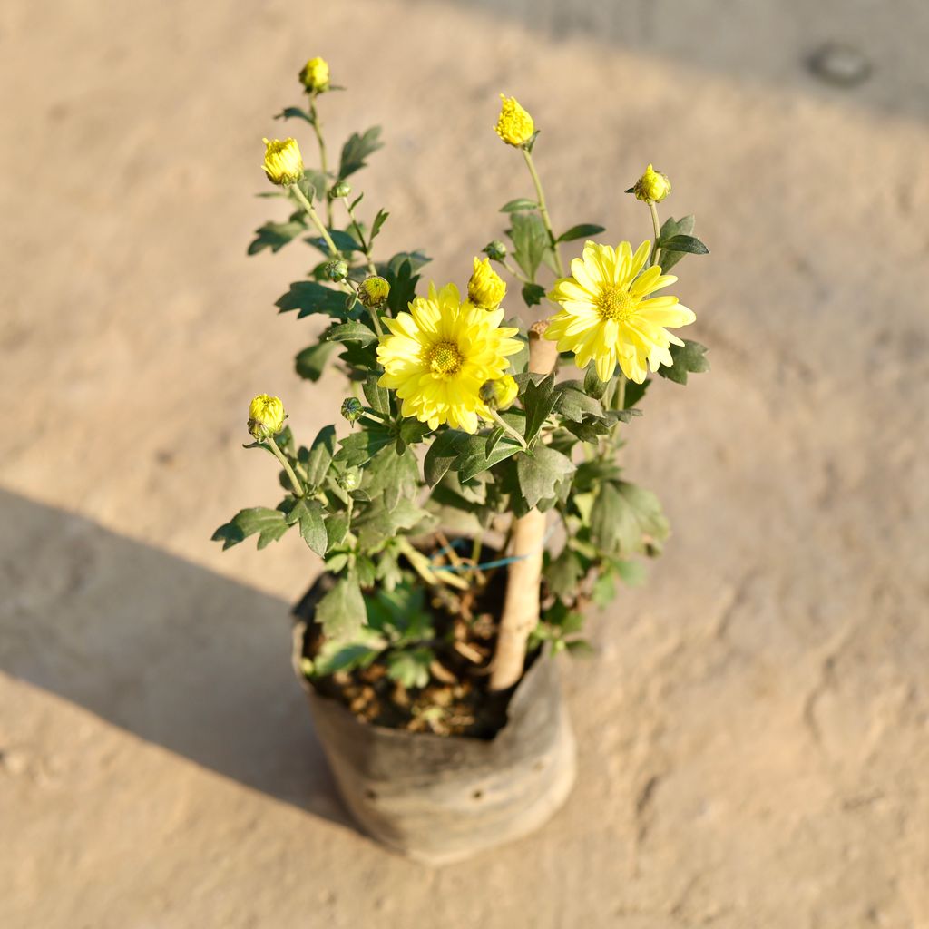 Chrysanthemum / Guldawari / Guldaudi (Any Colour) in 4 Inch Nursery Bag