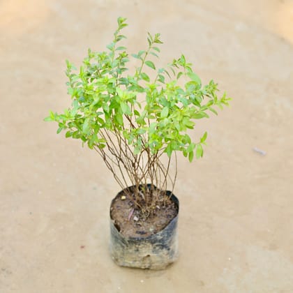 Cuphea / False Heather White in 3 Inch Nursery Bag