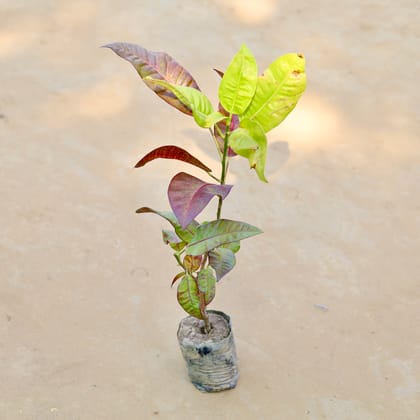 Croton Bush on Fire in 3 inch Nursery Bag