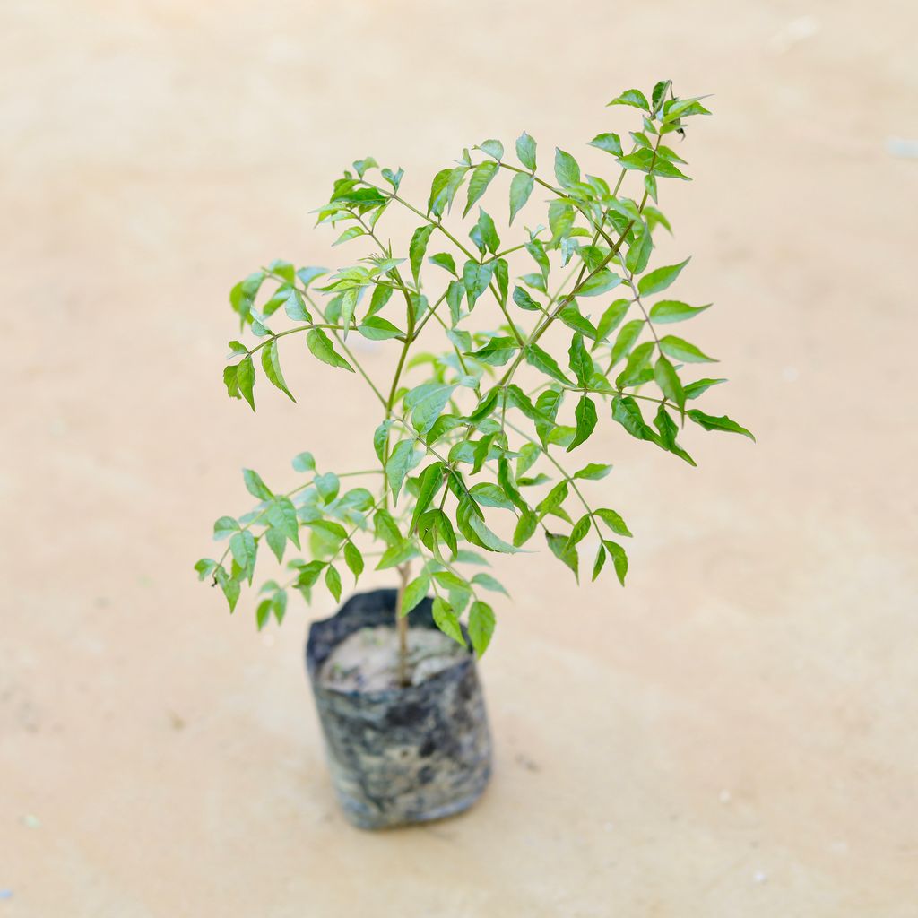 Tecoma Capensis (any colour) in 3 Inch Nursery Bag