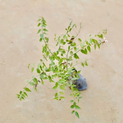 Kund Bel / Star Jasmine in 3 Inch Nursery Bag