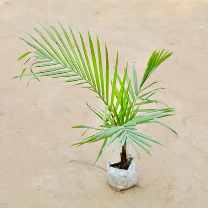 Chameadorea Palm in 3 Inch Nursery Bag