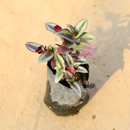 Buy Wandering Jew in 4 Inch Nursery Bag Online | Urvann.com