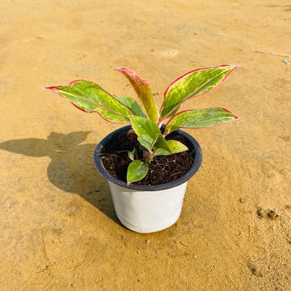 Aglaonema Lipstick / Siam Aurora in 4 Inch Nursery Pot