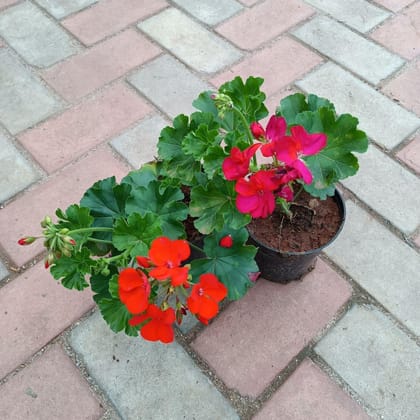 Buy Set of 2 - Geranium (Pink & Red) in 4 Inch Plastic Pot Online | Urvann.com