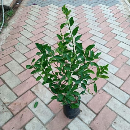 Buy Nimbu ~ 2 ft in 6 Inch Nursery Bag Online | Urvann.com