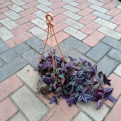 Buy Wandering Jew in 6 Inch Hanging Basket Online | Urvann.com