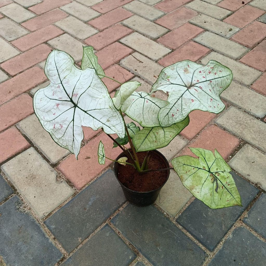 Caladium Green in 5 Inch Nursery Pot