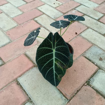 Buy Alocasia Black Velvet in 6 Inch Plastic Pot Online | Urvann.com