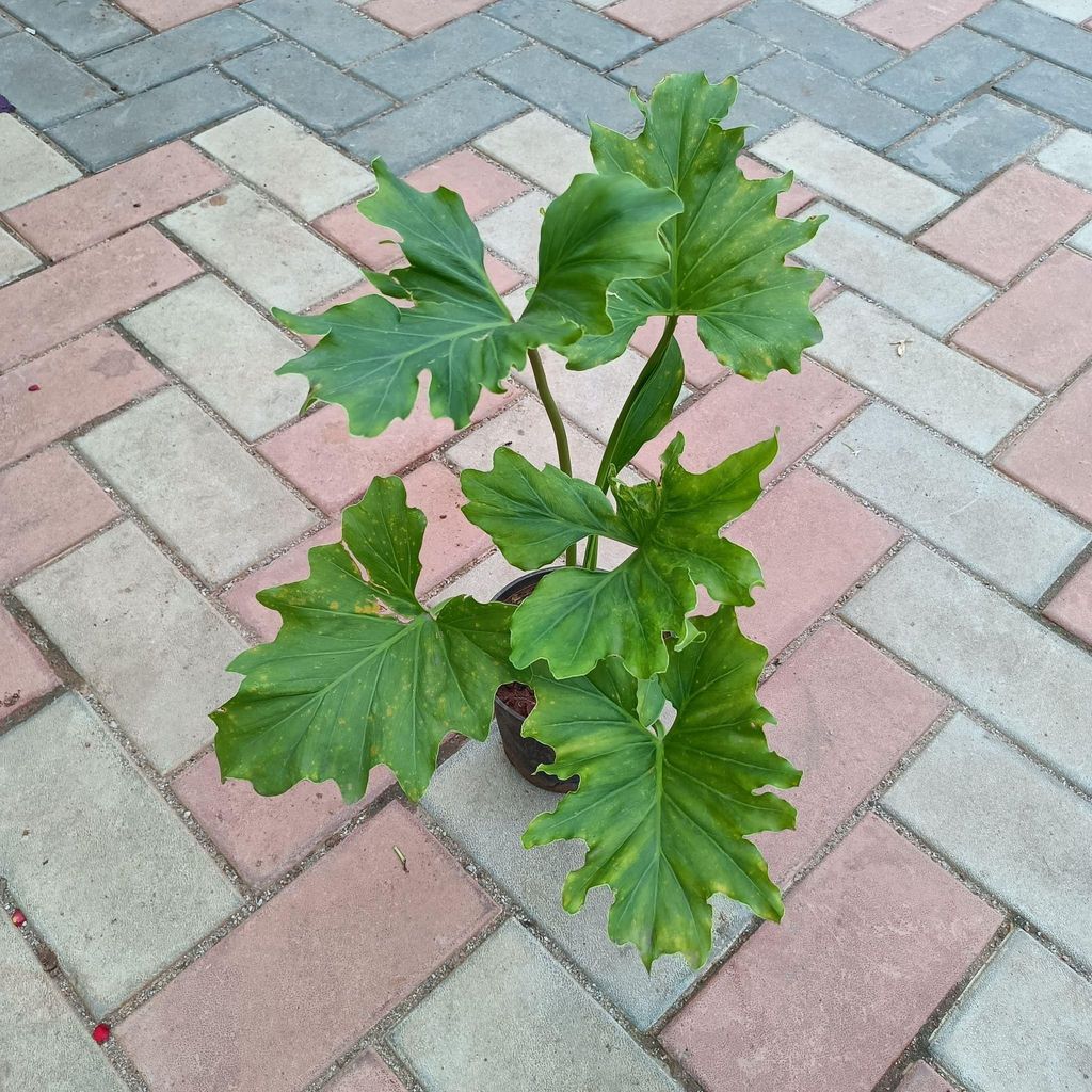 Xanadu in 5 Inch Nursery Pot