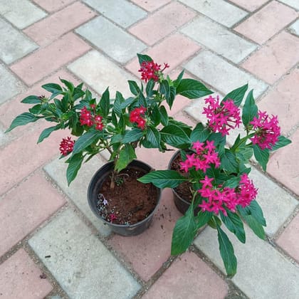 Buy Pentas Red in 4 Inch Plastic Pot Online | Urvann.com