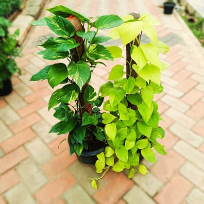 Set of 2 - (Money Plant Green & Golden) with 3 ft Moss Stick in 10 Inch Nursery Pot