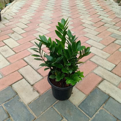 Buy Large Green ZZ in 8 Inch Plastic Pot Online | Urvann.com