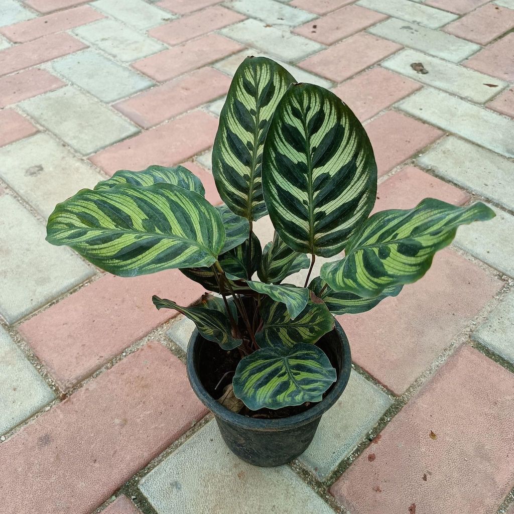 Exotic Calathea Peacock in 4 Inch Nursery Pot