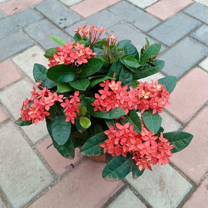 Buy Ixora Red Dwarf in 5 Inch Plastic Pot Online | Urvann.com